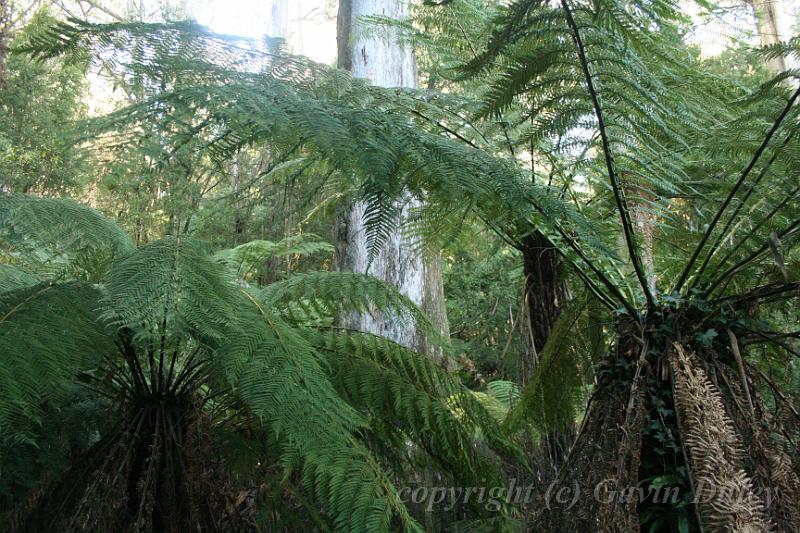 Tree fern gully, Pirianda Gardens IMG_7042.JPG